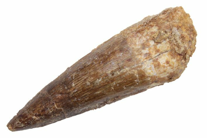 2.02 Inches Fossil Spinosaurus Tooth Real Dinosaur Tooth