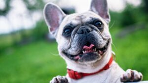 25 French Bulldog Gifts (For Obsessed Owners and Their Pets)