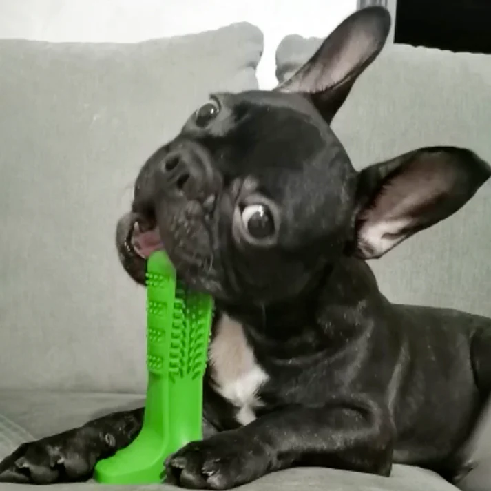 Frenchie Toothbrush Toy