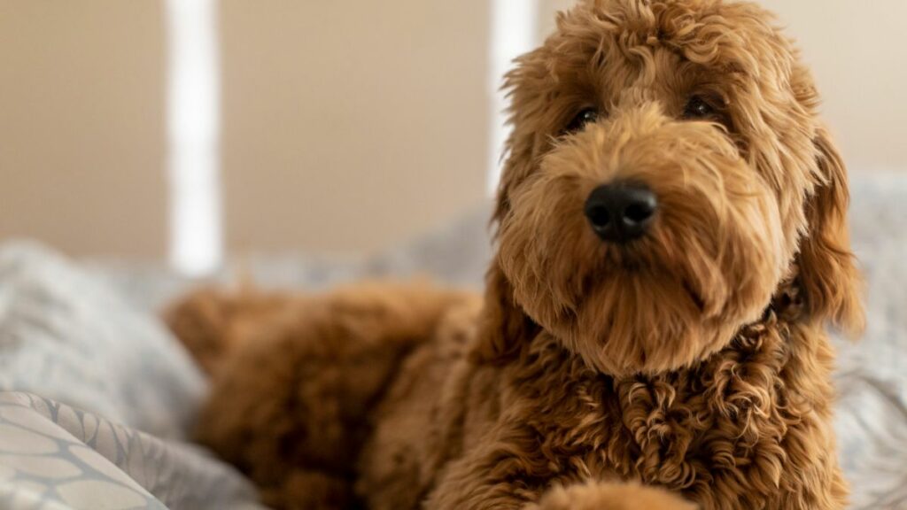 Goldendoodle Gifts