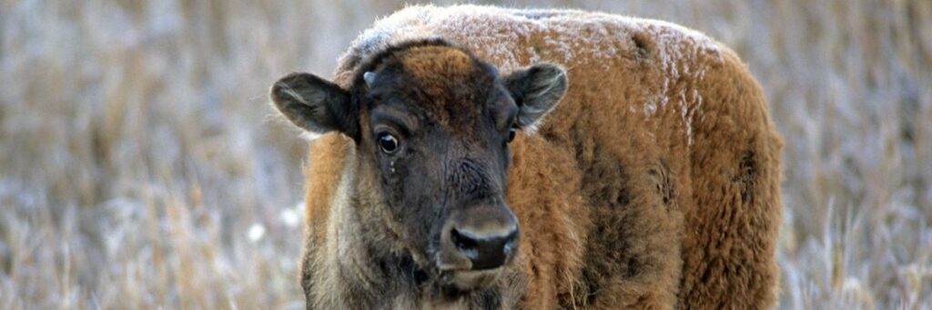 Adopt a Bison Calf WWF Gift Package